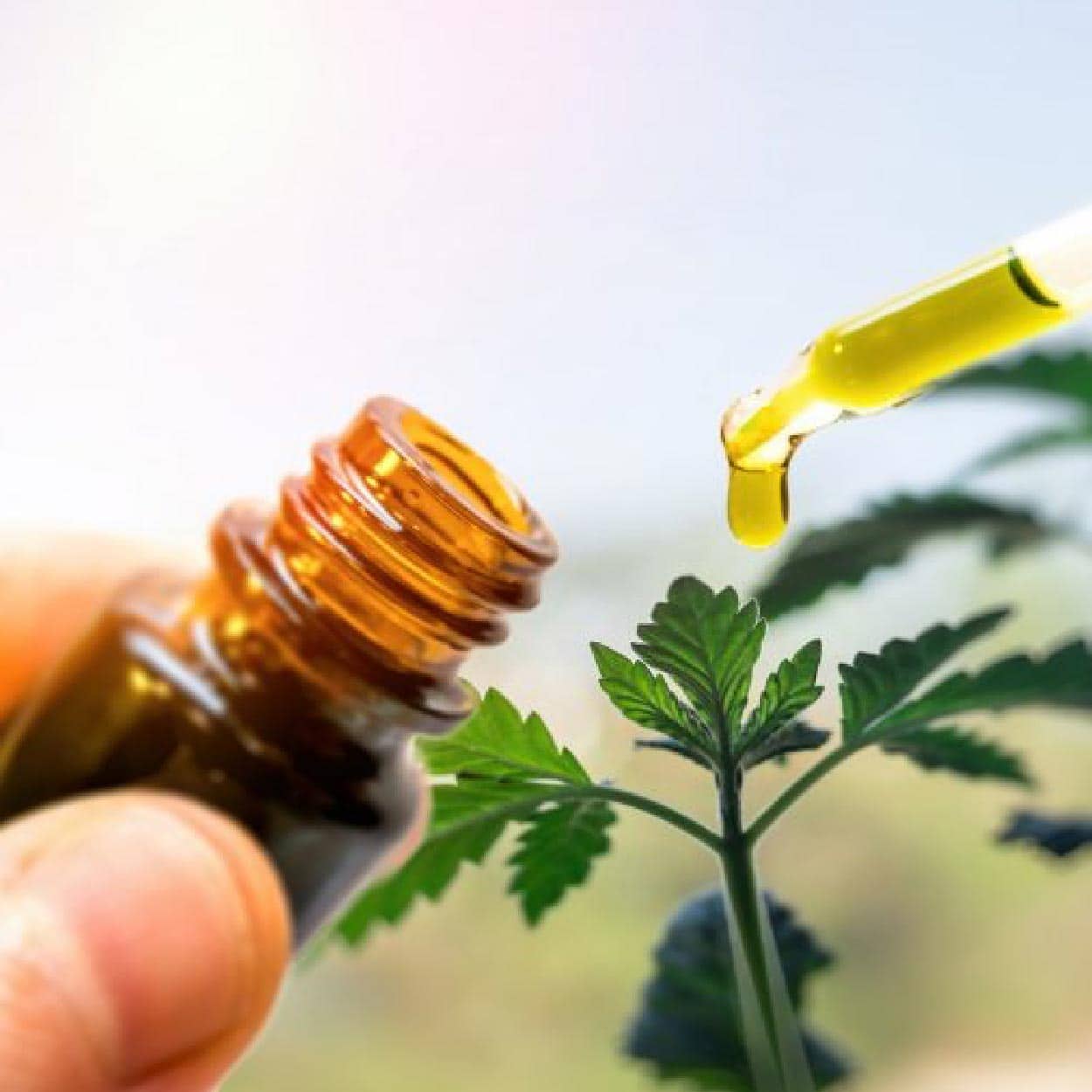 Canabidiol CBD