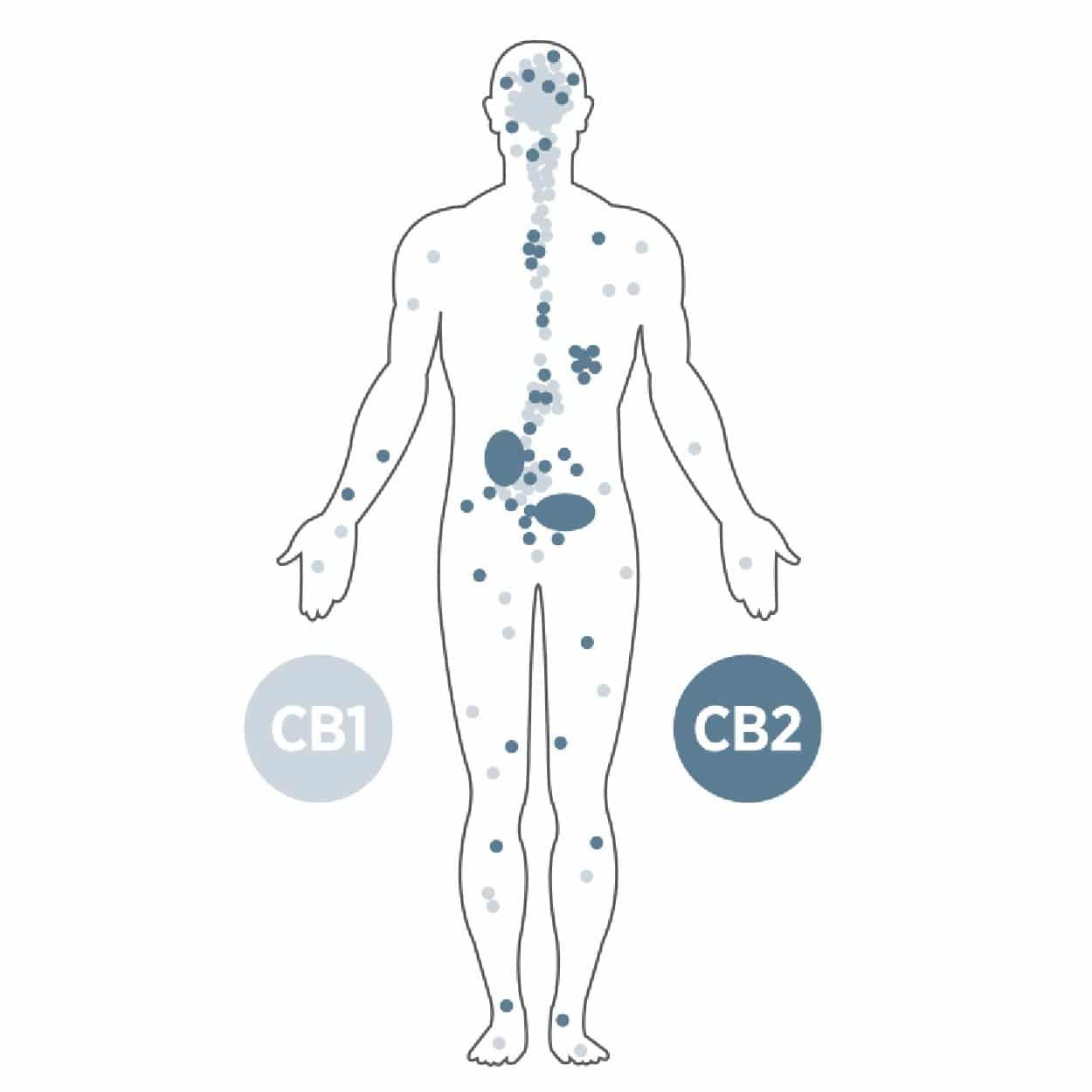 Endocannabinoid System CBD